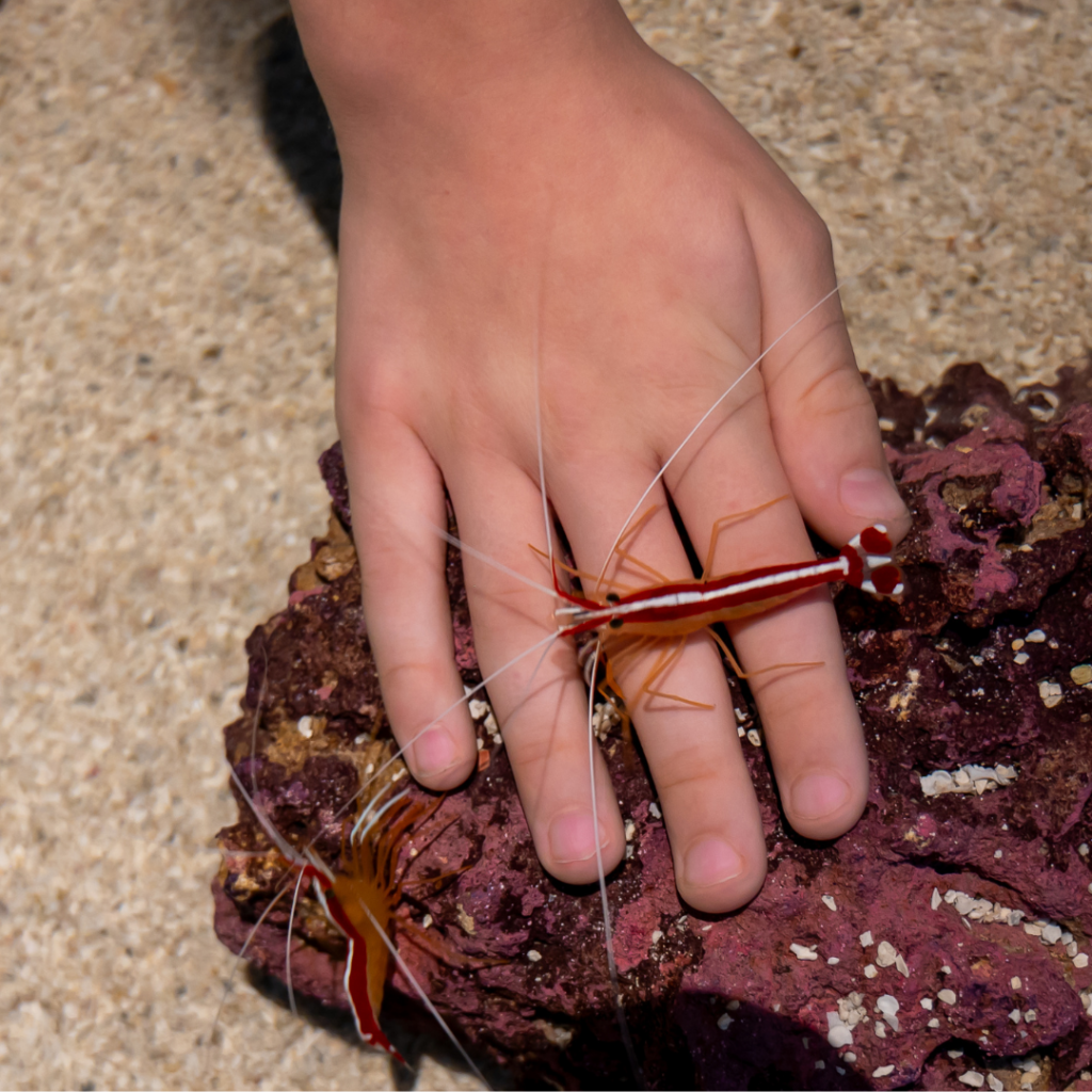 Touch Tank