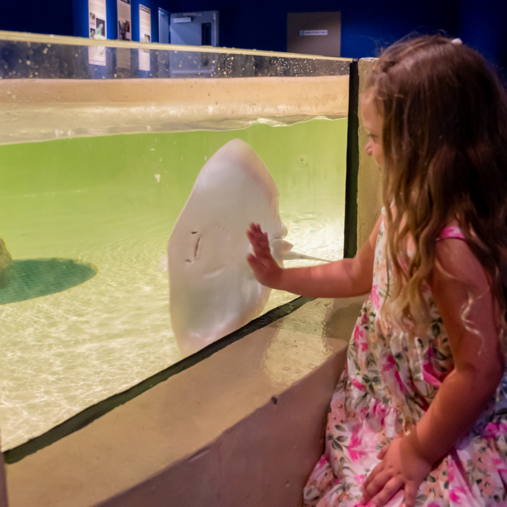 Touch Tank (3)