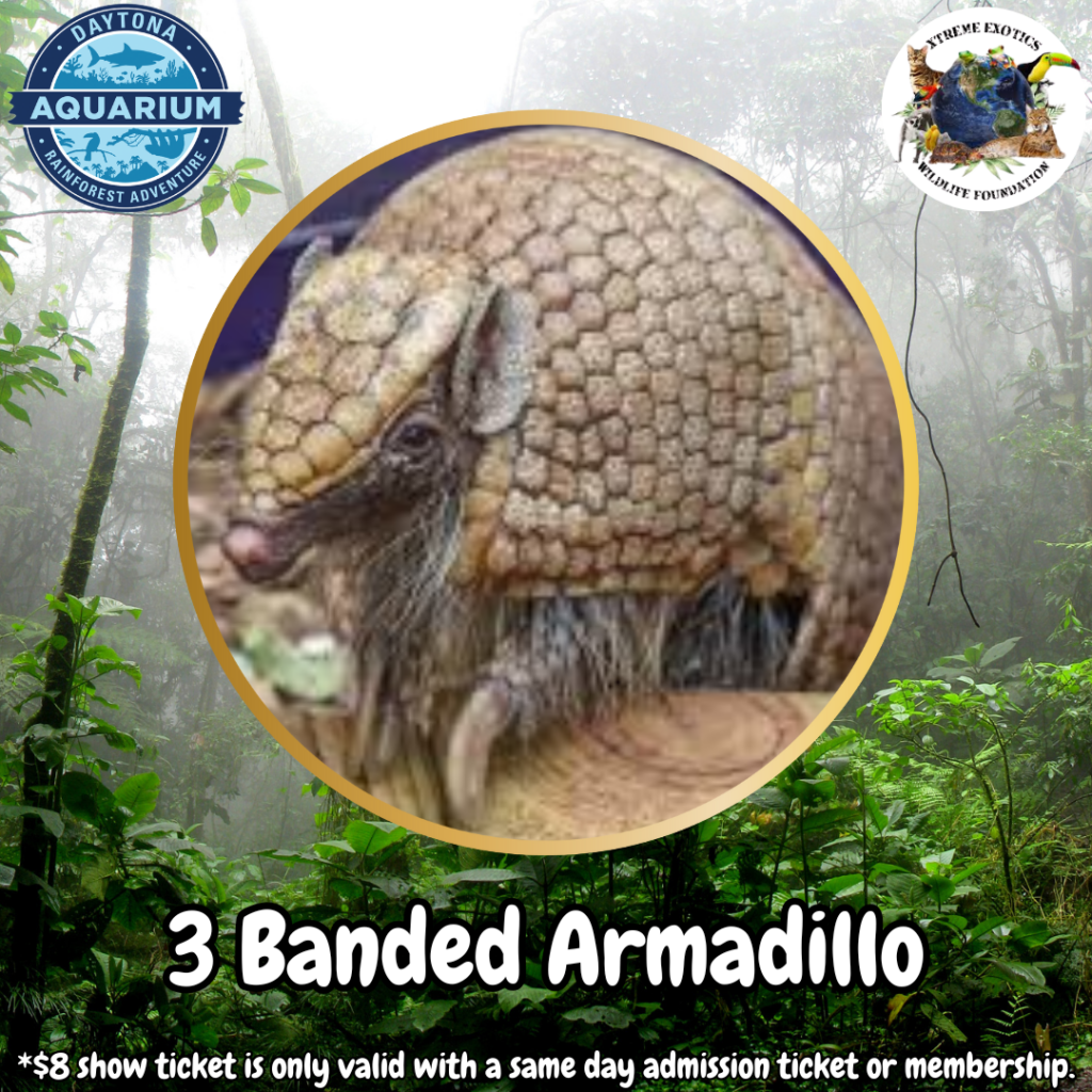 SSS 3 Banded Armadillo