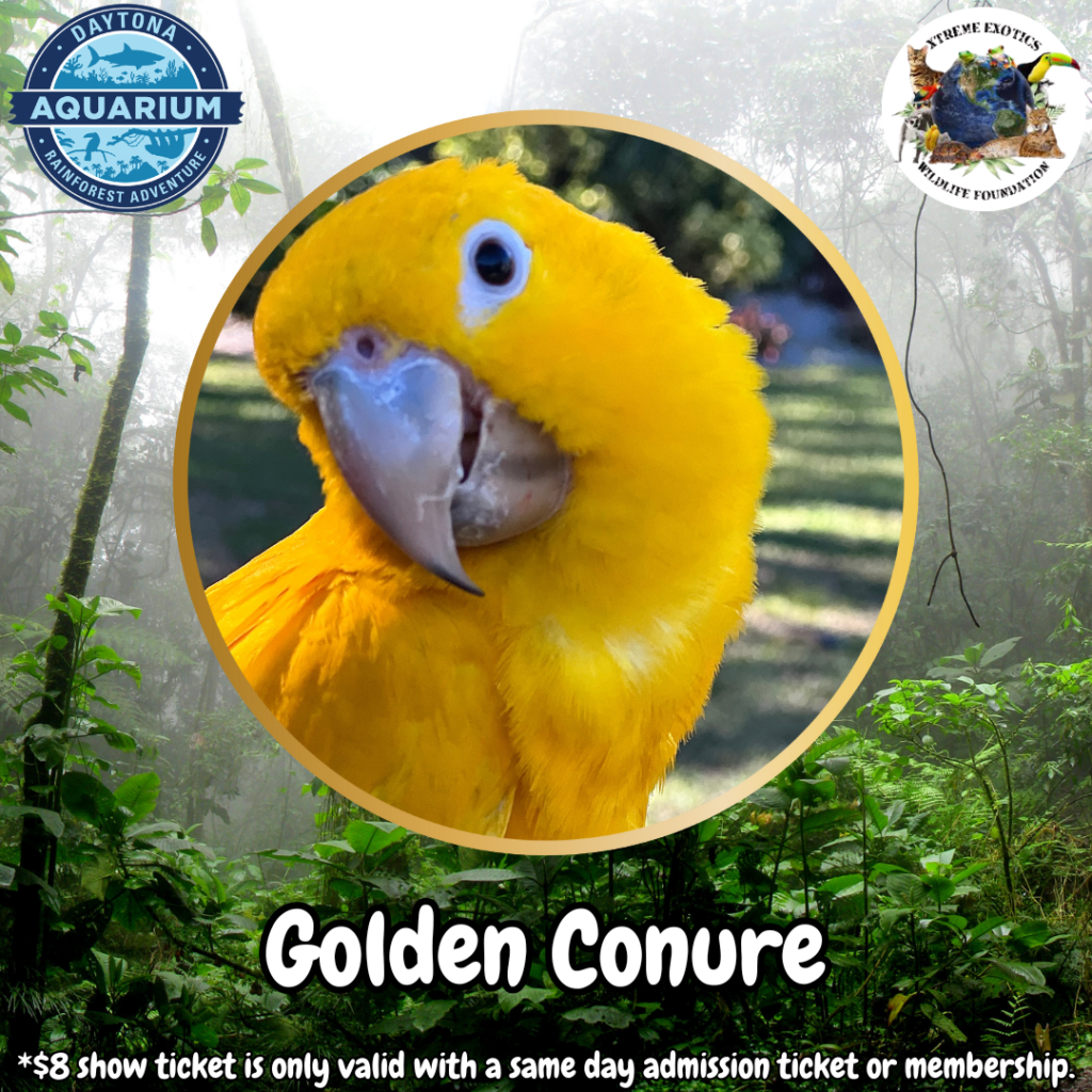 SSS Golden Conure