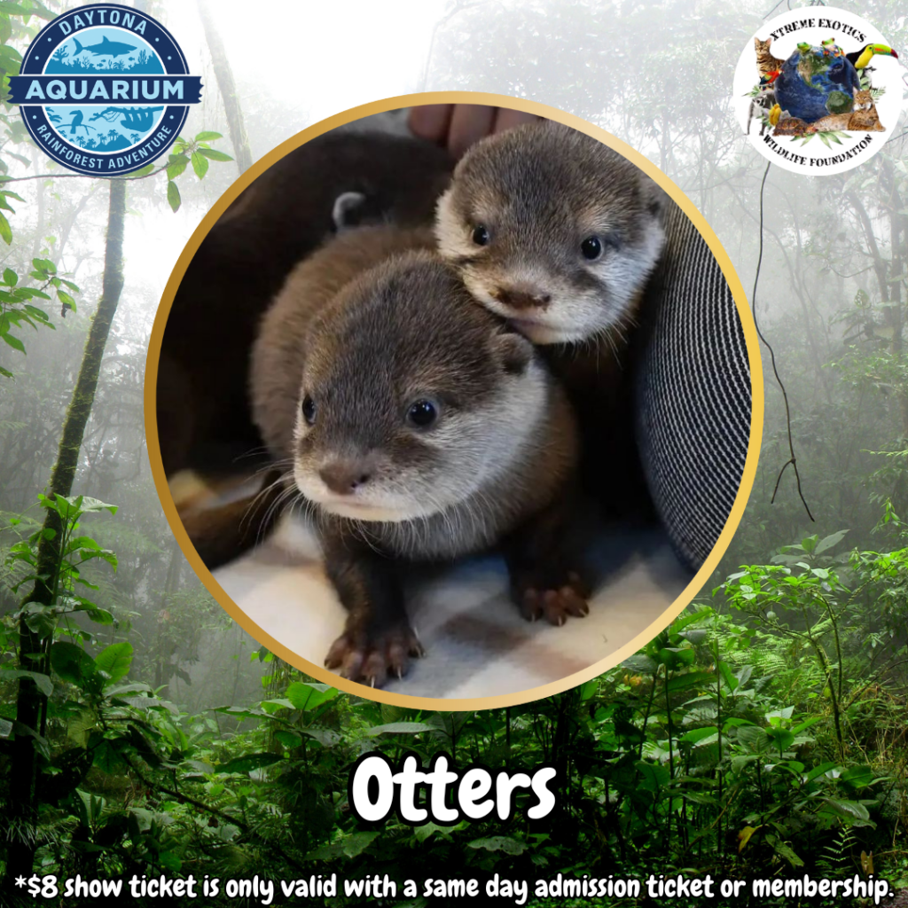 SSS Otters