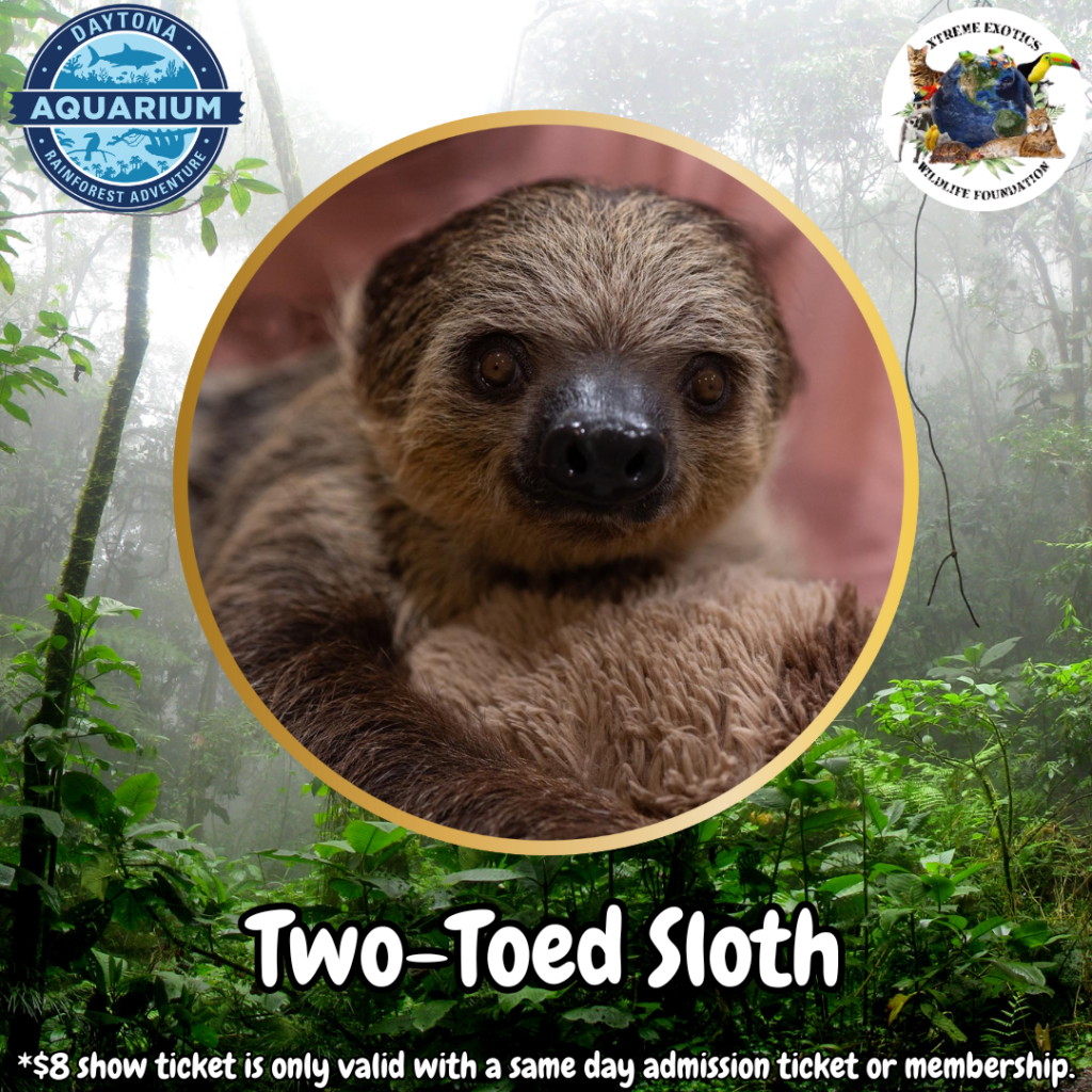 SSS Two-Toed Sloth